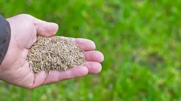 园丁告诉最佳时间播种草籽发光的草坪明年春